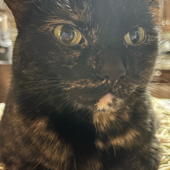 Meet your Posher, Danika - Picture 1 of 1